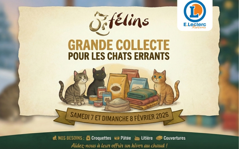 Affiche au format paysage sur fond beige texturé. En haut, les logos de l'association "Or Félins" et du magasin "E.Leclerc Montévrain". Le titre principal en lettres dorées annonce : "GRANDE COLLECTE POUR LES CHATS ERRANTS".  L'illustration centrale montre trois chats (un tigré gris, un noir et un roux) assis autour d'un amas de dons comprenant des sacs de croquettes, des boîtes de conserve et des couvertures pliées.  Un ruban marron en bas indique la date : "Samedi 7 et Dimanche 8 Février 2026". Tout en bas, un bandeau vert foncé liste les besoins avec des icônes : Croquettes, Pâtée, Litière, Couvertures, suivi du slogan "Aidez-nous à leur offrir un hiver au chaud !".
